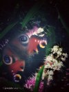 IMG_2868.jpeg