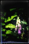 IMG_2905.jpeg