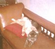 cats.jpg