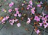 ImageUploadedByDCUK Forum1416125462.265345.jpg