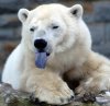 polar_bear_3.jpg