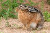 Hare_Rune_Midtgaard.jpg
