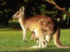 Kangaroo-High-Resolution-wallpapers_stillmaza_com-3.jpg
