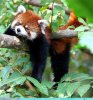 red_panda_lazy.jpg