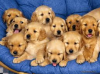 golden pups.png