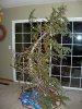 christmas tree.jpg