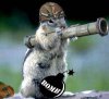squirrel 2.jpg