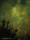 IMG_4847.jpeg