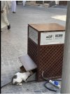IMG_4808.jpeg