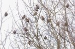 IMG_5047.jpeg
