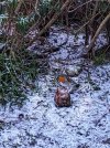 IMG_5437.jpeg