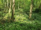 IMG_6251.jpeg