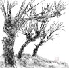 IMG_6277.jpeg