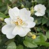 IMG_8087.jpeg
