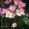 IMG_8171.jpeg