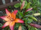 IMG_20240627_144759.jpg