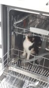 dishwasher.jpg