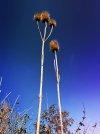 IMG_0817.jpeg