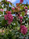 IMG_1190.jpeg