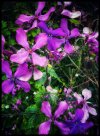 IMG_1230.jpeg