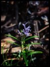 IMG_1296.jpeg