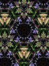 IMG_1307.jpeg