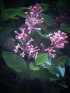 IMG_1478.jpeg