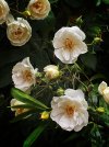 IMG_1545.jpeg