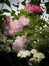 IMG_1624.jpeg