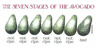 7_stages_of_avocado.jpg