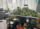 IMG_2805.jpeg