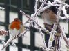 robin dunnock 033.jpg
