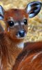 deer.jpg