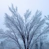 icefog.jpg