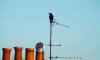 roofscape+crow.jpg