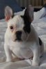 Pork Butt and his Belly on Daddy's Bed.jpg