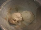 IMG_3149.jpeg
