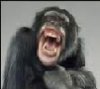 laughing out loud monkey.jpg