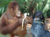 i'm telling you there's no sugar in a banana.jpg