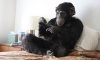 monkey watching tele in bed.jpg