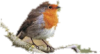 r.png