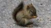 squirrel 3.jpg