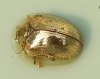 Golden_Tortoise_Beetle_-_Charidotella_sexpunctata.jpg