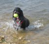 Bren in sea with ball.jpg