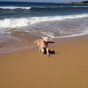 sadie beach.jpg