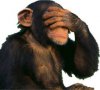 omg monkey.jpg