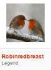 robin3.JPG