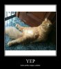 chill cat.jpg