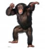 chimp.jpg