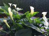 ImageUploadedByDCUK Forum1423203099.858511.jpg